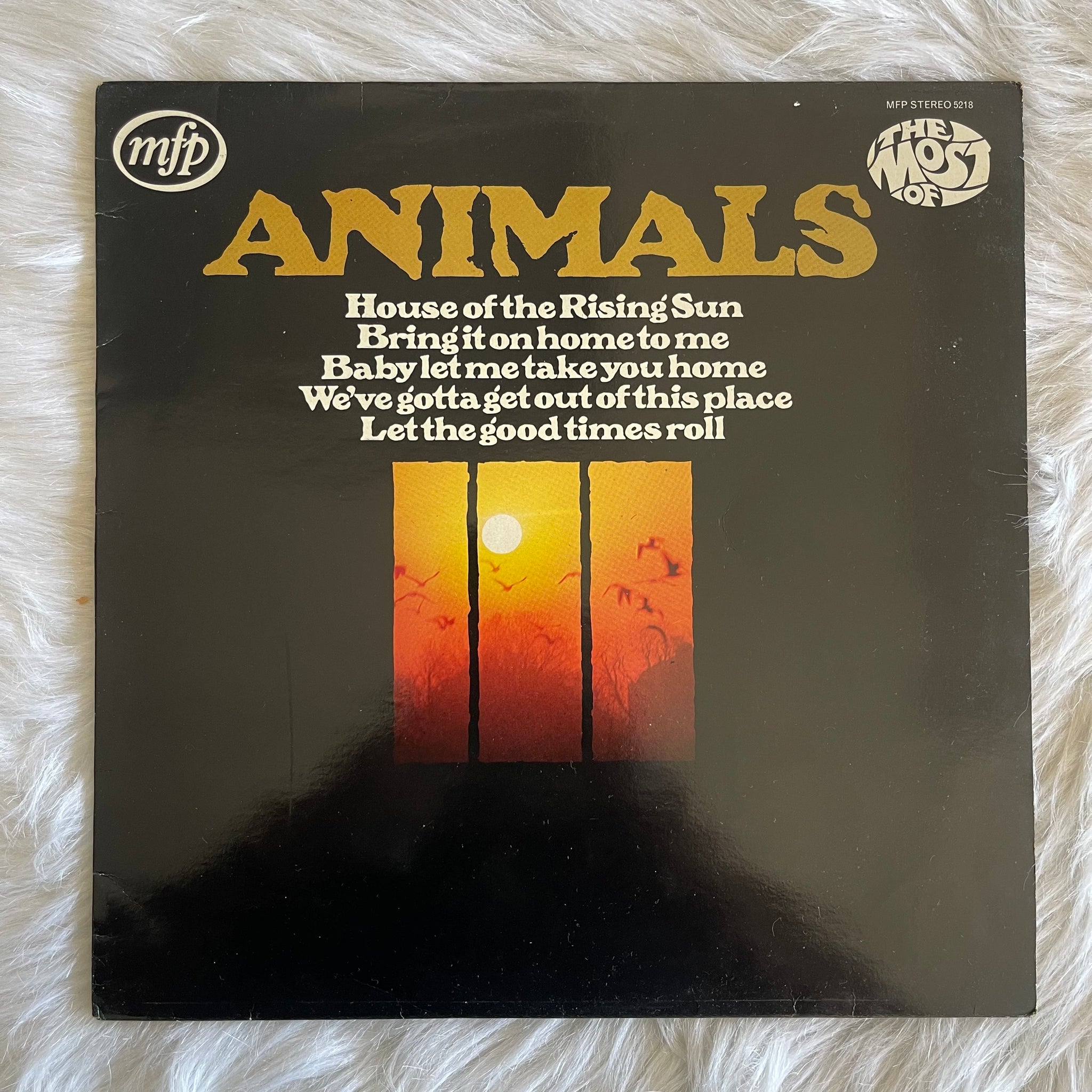 Animals-The Most Of the Animals